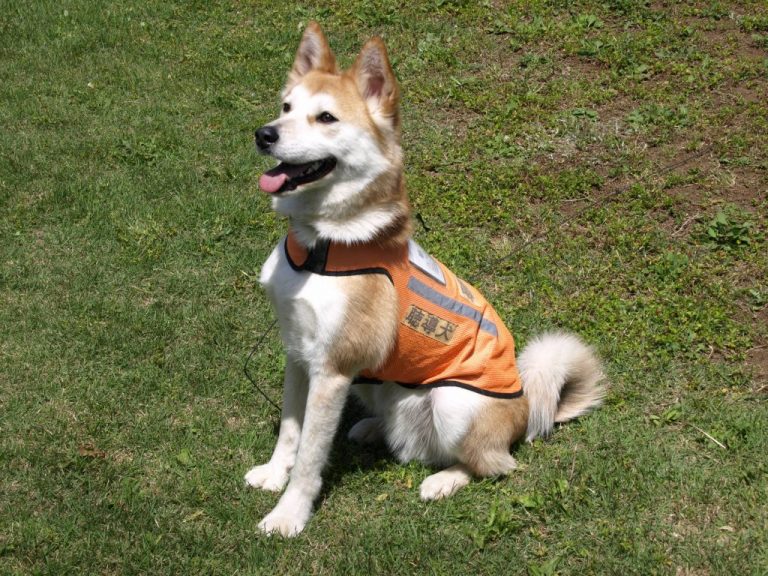  2019年の新しい絵文字候補には介助犬、聴覚障害者、その他のカップルが含まれる